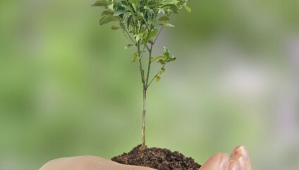 neu gepflanzter Baum